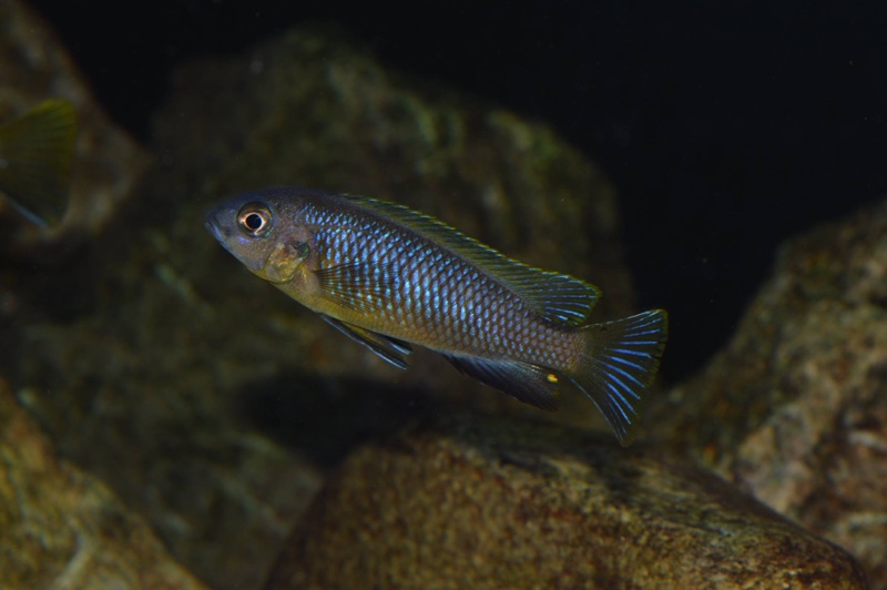 Tropheops sp. 'aurora' Mbamba Bay